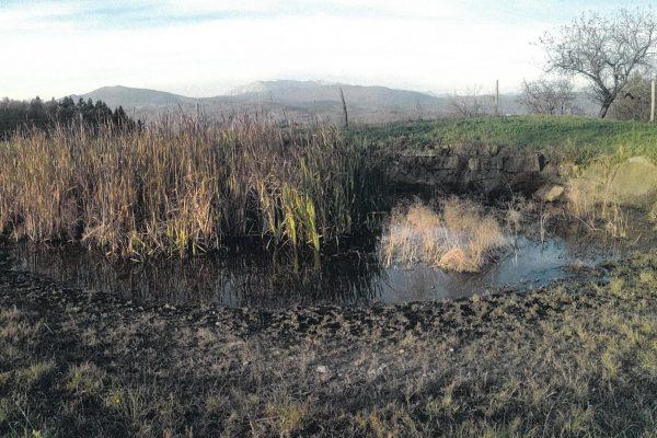 Ekosistemske storitve mokrišč in drugih majhnih vodnih virov